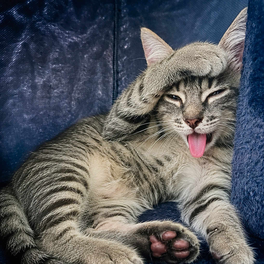 Bazilik a rejoint le concours — aidez-le/la à gagner de superbes lots ! cat, tabby, pet, animal, feline, lying_down, sleepy, tongue_out, pink_tongue, whiskers, ears, paws, paw_pads, toe_beans, striped_fur, close_up, portrait, indoors, blue_blanket, funny