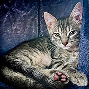 Bazilik a rejoint le concours — aidez-le/la à gagner de superbes lots ! cat, kitten, tabby, animal, pet, feline, lying_down, curled_up, paw, toe_beans, pink_paw_pads, whiskers, ears, eyes, fur, striped_fur, portrait, indoor, blue_blanket, cute
