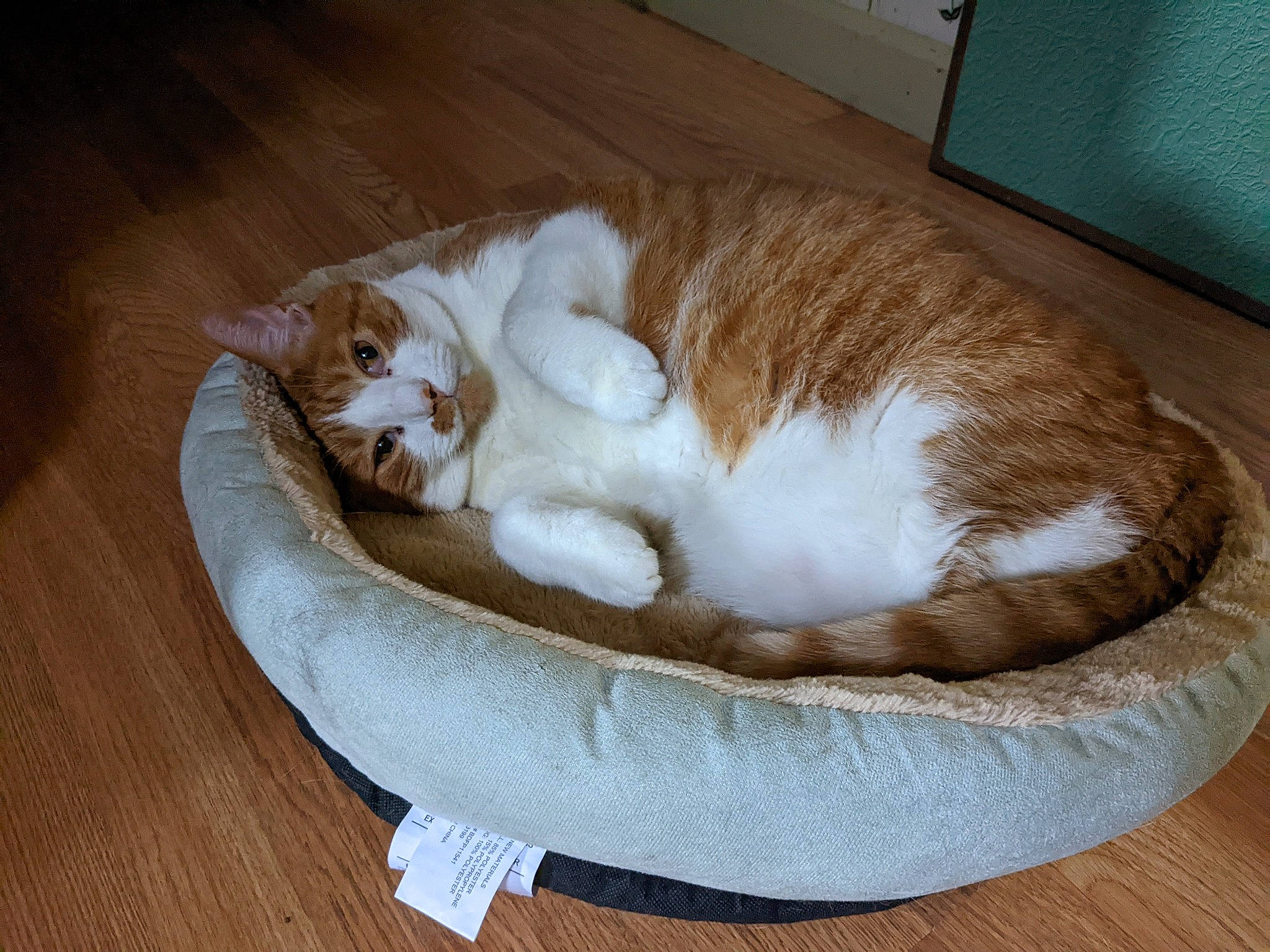 Fitzgerald is registered to the contest to win money with this photo: carnivore, cat, cat_bed, cat_supply, comfort, domestic_short_haired_cat, fawn, felidae, flooring, fur, hardwood, mat, paw, pet_supply, small_to_medium_sized_cats, tail, whiskers, window, wood, wood_flooring