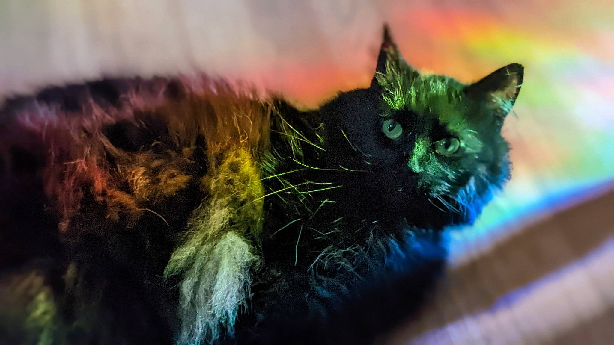 Riff-raff is registered to the contest to win money with this photo: art, black_cat, carnivore, cat, claw, close_up, domestic_short_haired_cat, electric_blue, felidae, fur, grass, natural_material, plant, small_to_medium_sized_cats, snout, tail, tree, whiskers, wildlife, winter