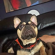 Maya joined the competition — help win amazing prizes! dog, french_bulldog, pet, indoor, couch, blanket, black_leather, brown_blanket, collar, curious, looking_up, painting, wall, relaxed, animal, companion, home, furniture, portrait, cute