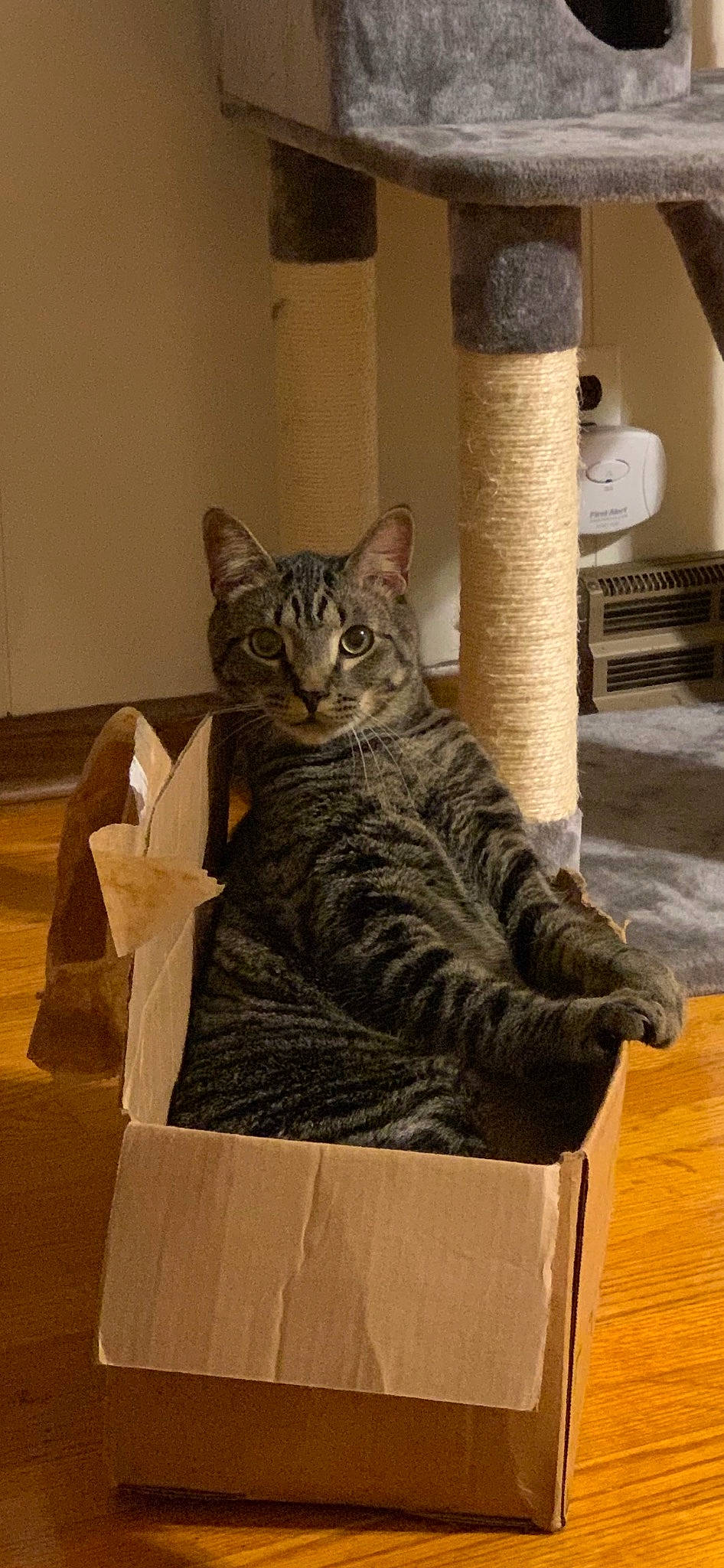 Alex is registered to the contest to win money with this photo: carnivore, cat, cat_supply, domestic_short_haired_cat, felidae, flooring, fur, grey, hardwood, sitting, small_to_medium_sized_cats, tail, whiskers, wood