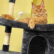 Simba is registered to the contest to win money with this photo: cat, orange_cat, maine_coon, furry, long_hair, whiskers, green_eyes, sitting, lounging, paw, tail, cat_tree, scratching_post, hanging_toy, mouse_toy, indoor, yellow_wall, pet, portrait, relaxed