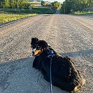Mason joined the competition — help win amazing prizes! black_dog, blue_sky, canine, dog, gravel_road, greenery, happy, harness, landscape, leash, nature, outdoor, pet, resting, rural, scenic, smiling, sunny, tan_markings, trees