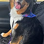 Mason is registered to the contest to win money with this photo: animal, bandana, black_fur, brown_fur, car_seat, daylight, dog, ears, eyes, fur, happy, indoors, leash, nose, pet, seat_cover, smiling, tongue_out, white_fur, window