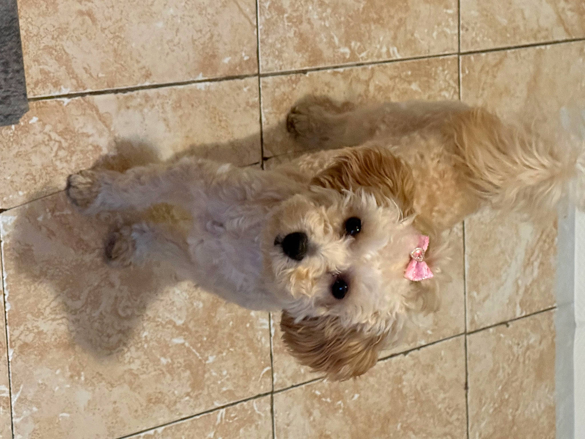 Nena is registered to the contest to win money with this photo: canidae, carnivore, collar, companion_dog, dog, dog_breed, dog_supply, fawn, fur, labradoodle, mammal, pet_supply, small_terrier, snout, sporting_group, terrier, toy, toy_dog, vertebrate, working_animal