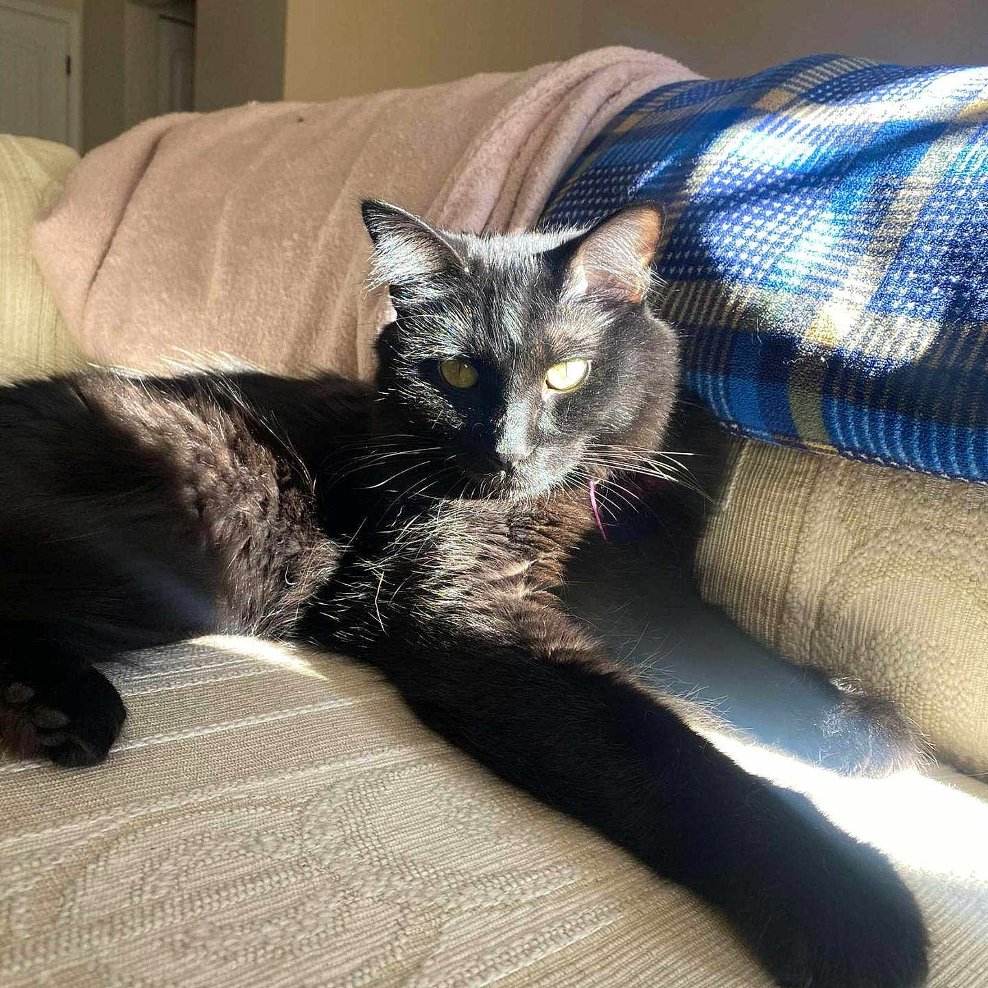 Chess joined the competition — help win amazing prizes! animal, architecture, bed, bedroom, blanket, building, cat, couch, cushion, furniture, homedecor, indoors, interiordesign, kitten, linen, livingroom, manx, pet, quilt, room