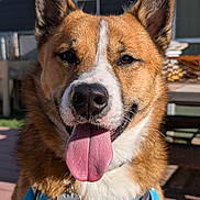 Rogue joined the competition — help win amazing prizes! dog, canine, pet, outdoor, sunlight, tongue_out, happy, close_up, brown_fur, white_fur, blue_harness, name_tag, ears_up, smiling, domestic_animal, animal, portrait, daylight, backyard, collar