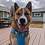 Rogue joined the competition — help win amazing prizes! dog, canine, pet, brown_fur, white_fur, blue_harness, tongue_out, outdoor, deck, wooden_floor, house, cloudy_sky, ears_up, sitting, smiling, collar, tag, daytime, animal, domestic
