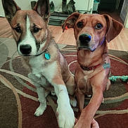 Rebel is registered to the contest to win money with this photo: dog, paw, handshake, indoor, rug, carpet, home, pet, brown_dog, white_paw, collar, tag, floor, shoes, doorway, furniture, wood_floor, toy, loyal, cute