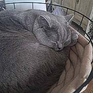 Maya a rejoint le concours — aidez-le/la à gagner de superbes lots ! animal, basket, blanket, cat, comfort, cozy, curled_up, cute, domestic_animal, feline, fur, gray_cat, home, indoor, peaceful, pet, quiet, relaxation, resting, sleeping