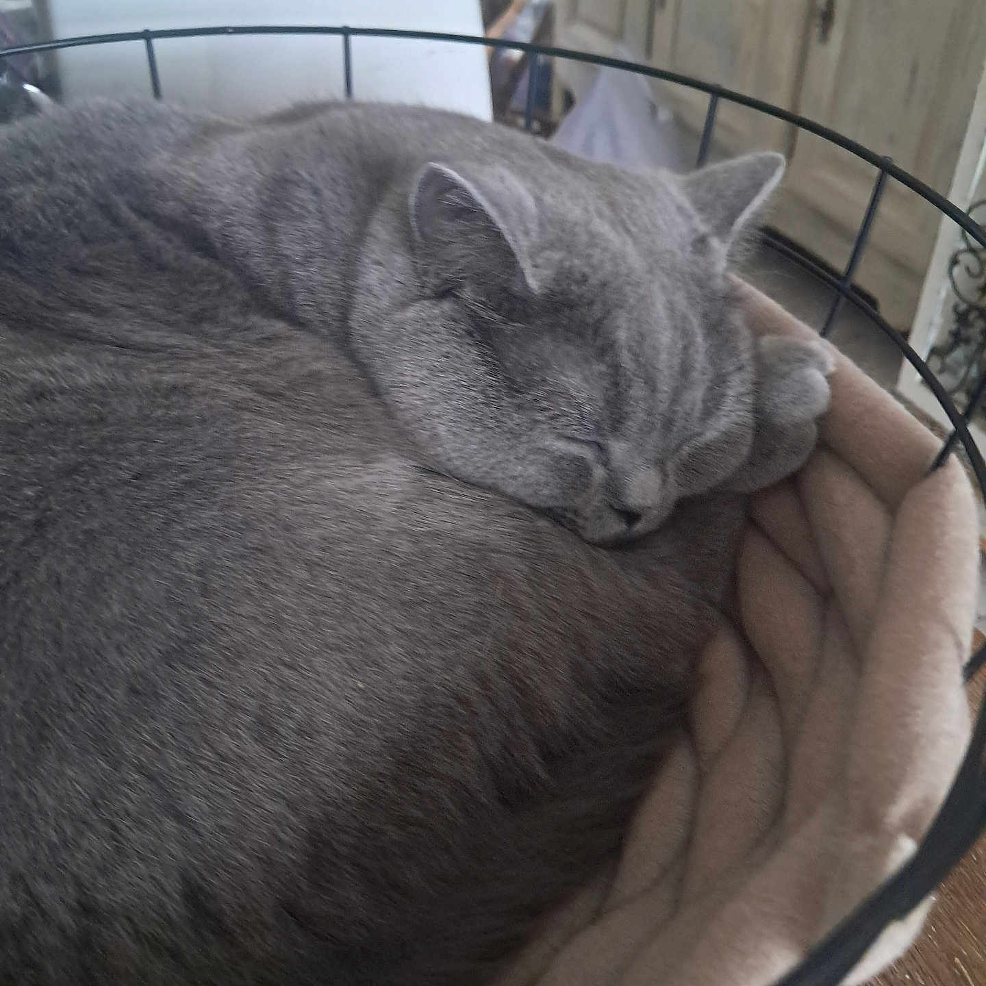 Maya