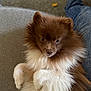 Kevin is registered to the contest to win money with this photo: dog, pomeranian, fluffy, brown, white, pet, cute, couch, indoor, fur, animal, small_dog, legs, jeans, socks, carpet, relaxing, portrait, looking, companion