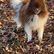 Kevin is registered to the contest to win money with this photo: dog, fluffy, brown, white, autumn, leaves, outdoor, pet, animal, nature, fall, fur, curious, standing, canine, leaf_litter, daylight, mammal, adorable, portrait
