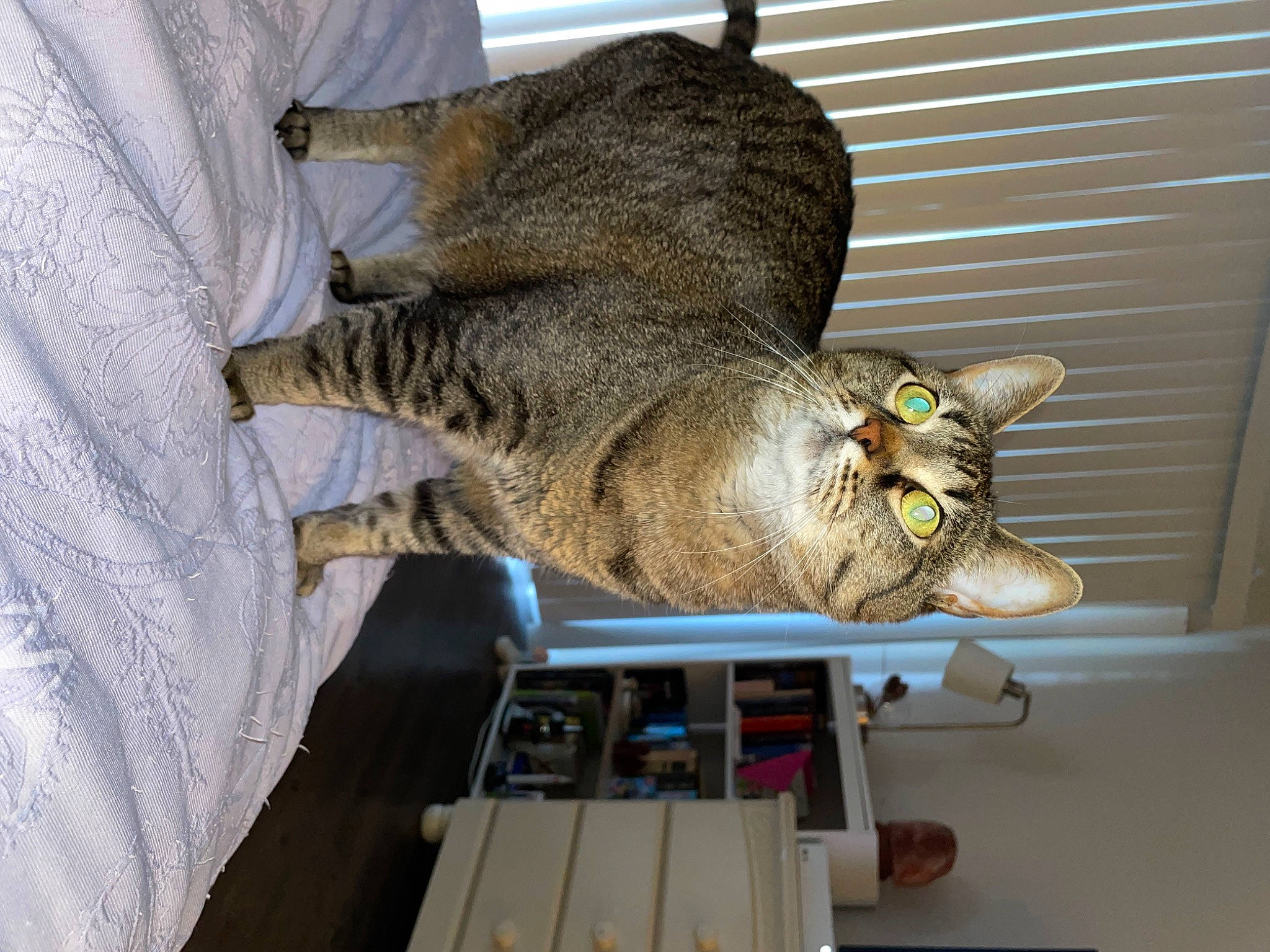 Tubby is registered to the contest to win money with this photo: carnivore, cat, comfort, domestic_short_haired_cat, felidae, fur, small_to_medium_sized_cats, snout, tail, terrestrial_animal, whiskers