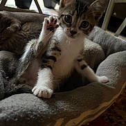 Bob joined the competition — help win amazing prizes! animal, cat, closeup, cozy, curious, cute, domestic, ears, feline, fur, indoor, kitten, looking, paw, pet_bed, resting, striped, whiskers, white_paws, young