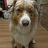 dog, australian_shepherd, blue_eyes, fluffy, indoor, wooden_floor, stone_wall, furniture, pet, animal, canine, sitting, brown, white, ears, nose, whiskers, home, curious, calm