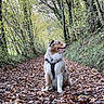 Bandit a rejoint le concours — aidez-le/la à gagner de superbes lots ! dog, forest, autumn, leaves, path, nature, outdoor, canine, happy, fur, trees, greenery, walking, scenic, animal, pet, fall, woods, daylight, sitting