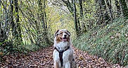 Bandit participe au concours pour gagner de l'argent avec cette photo : dog, forest, path, leaves, autumn, trees, nature, outdoor, canine, harness, sitting, happy, brown, white, fur, smiling, woods, seasonal, scenery, trail