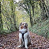 dog, forest, path, leaves, autumn, trees, nature, outdoor, canine, harness, sitting, happy, brown, white, fur, smiling, woods, seasonal, scenery, trail
