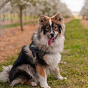 Aska a rejoint le concours — aidez-le/la à gagner de superbes lots ! dog, canine, fluffy, sitting, outdoor, grass, trees, path, nature, happy, tongue_out, pet, animal, fur, ears, daylight, portrait, playful, leash, harness