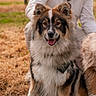Aska participe au concours pour gagner de l'argent avec cette photo : dog, animal, outdoor, grass, person, smile, happy, fur, pet, nature, man, crouching, collar, tree, canine, portrait, daylight, friendly, park, brown