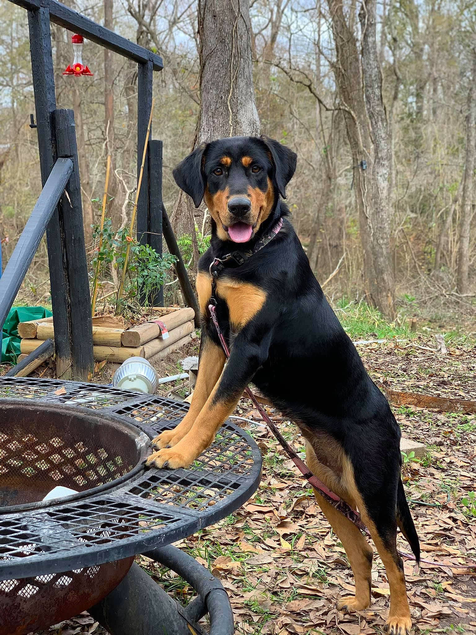 Gg. is registered to the contest to win money with this photo: automotive_tire, automotive_wheel_system, canidae, carnivore, collar, companion_dog, dog, dog_breed, hunting_dog, metal, plant, sporting_group, terrestrial_animal, tree, working_animal, working_dog