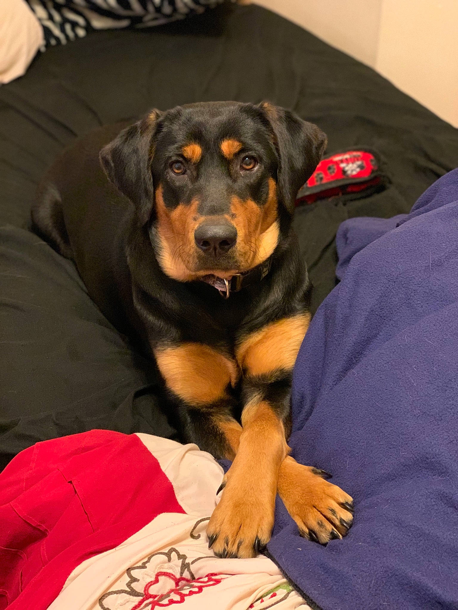 Gg. joined the competition — help win amazing prizes! austrian_black_and_tan_hound, canidae, carnivore, comfort, companion_dog, dobermann, dog, dog_breed, dog_supply, guard_dog, hunting_dog, rottweiler, sleeve, sporting_group, terrestrial_animal, toy_dog, working_animal, working_dog