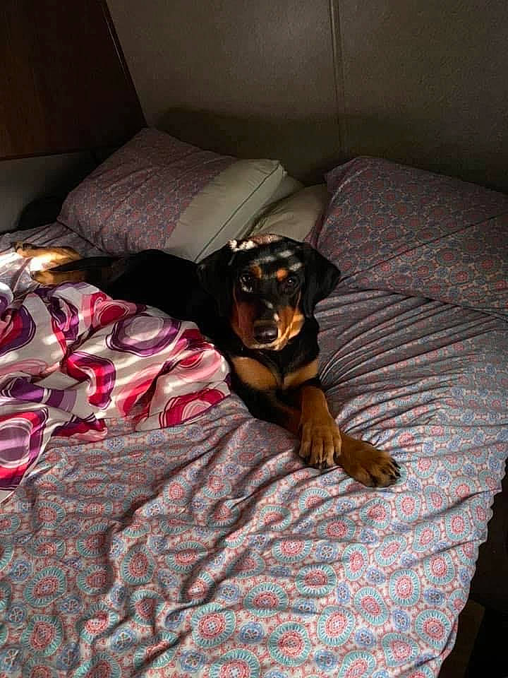 Gg. is registered to the contest to win money with this photo: bed, bed_sheet, bedding, bedroom, brown, carnivore, comfort, companion_dog, dog, dog_breed, floor, flooring, hardwood, linens, room, sporting_group, textile, tints_and_shades, wood, working_animal