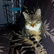 Flashs a rejoint le concours — aidez-le/la à gagner de superbes lots ! abyssinian, angora, animal, architecture, building, cat, chair, couch, cushion, egyptiancat, furniture, homedecor, indoors, kitten, livingroom, manx, pet, room, shelf, wood