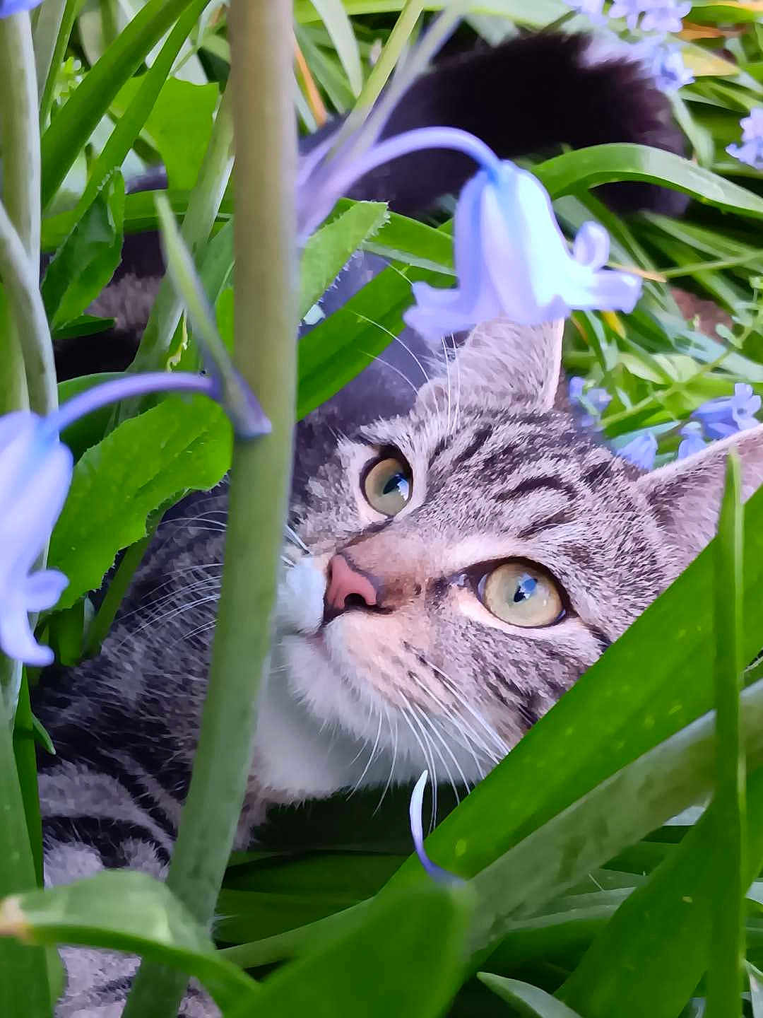 Flashs participe au concours pour gagner de l'argent avec cette photo : abyssinian, angora, animal, cat, flower, grass, green, herbal, herbs, iris, kitten, leaf, manx, nature, outdoors, pet, petal, plant, purple, vegetation