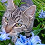 Flashs participe au concours pour gagner de l'argent avec cette photo : abyssinian, agapanthus, animal, cat, daisy, flower, geranium, grass, herbal, herbs, iris, kitten, nature, outdoors, pet, petal, plant, pottedplant, purple, vegetation