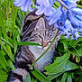 Flashs a rejoint le concours — aidez-le/la à gagner de superbes lots ! agapanthus, animal, cat, flower, grass, green, herbal, herbs, iris, kitten, leaf, manx, nature, outdoors, pet, petal, plant, pottedplant, purple, vegetation