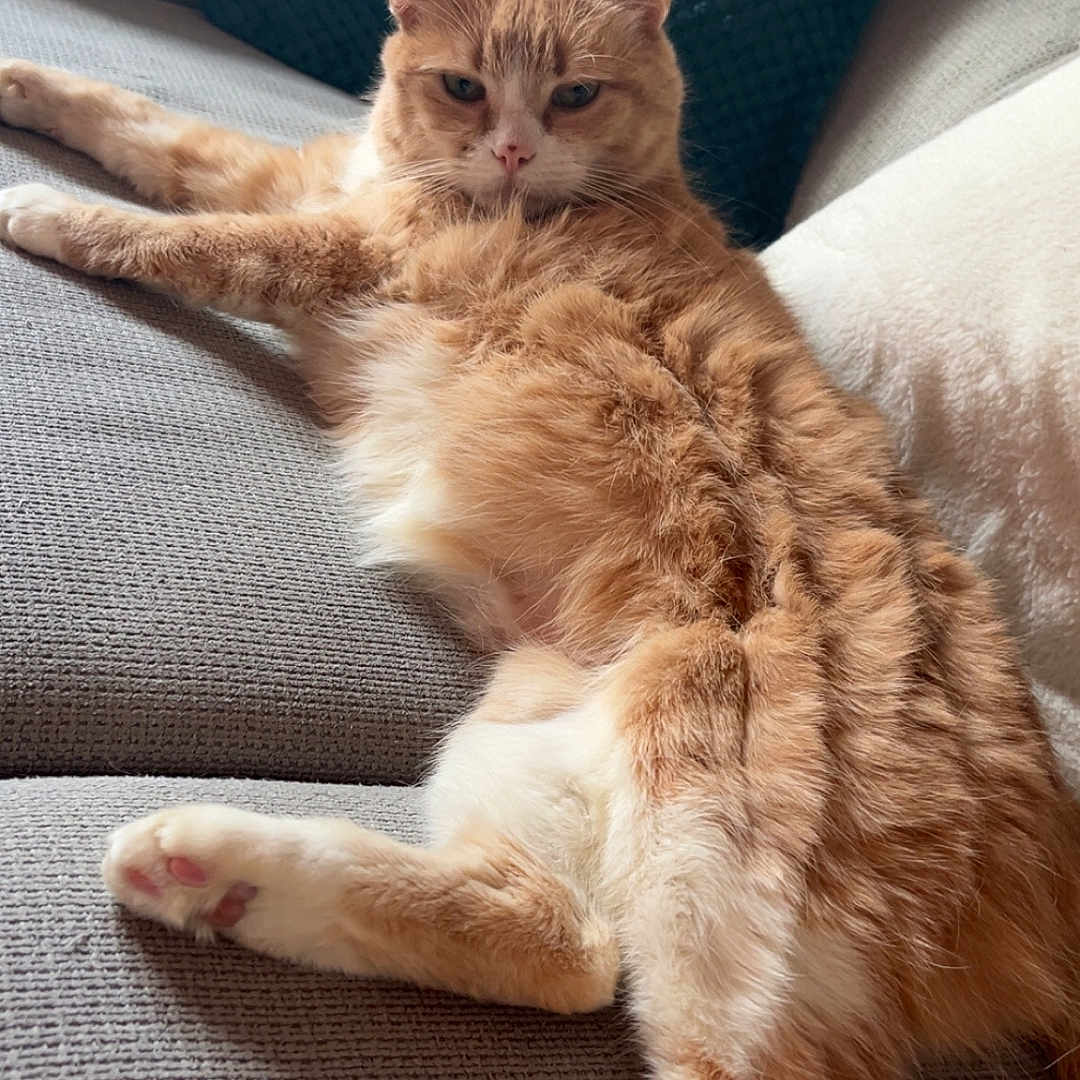Mini Boule participe au concours pour gagner de l'argent avec cette photo : abyssinian, animal, architecture, building, cat, chair, couch, cushion, furniture, homedecor, indoors, interiordesign, kitten, livingroom, manx, person, pet, pillow, room, sleeping
