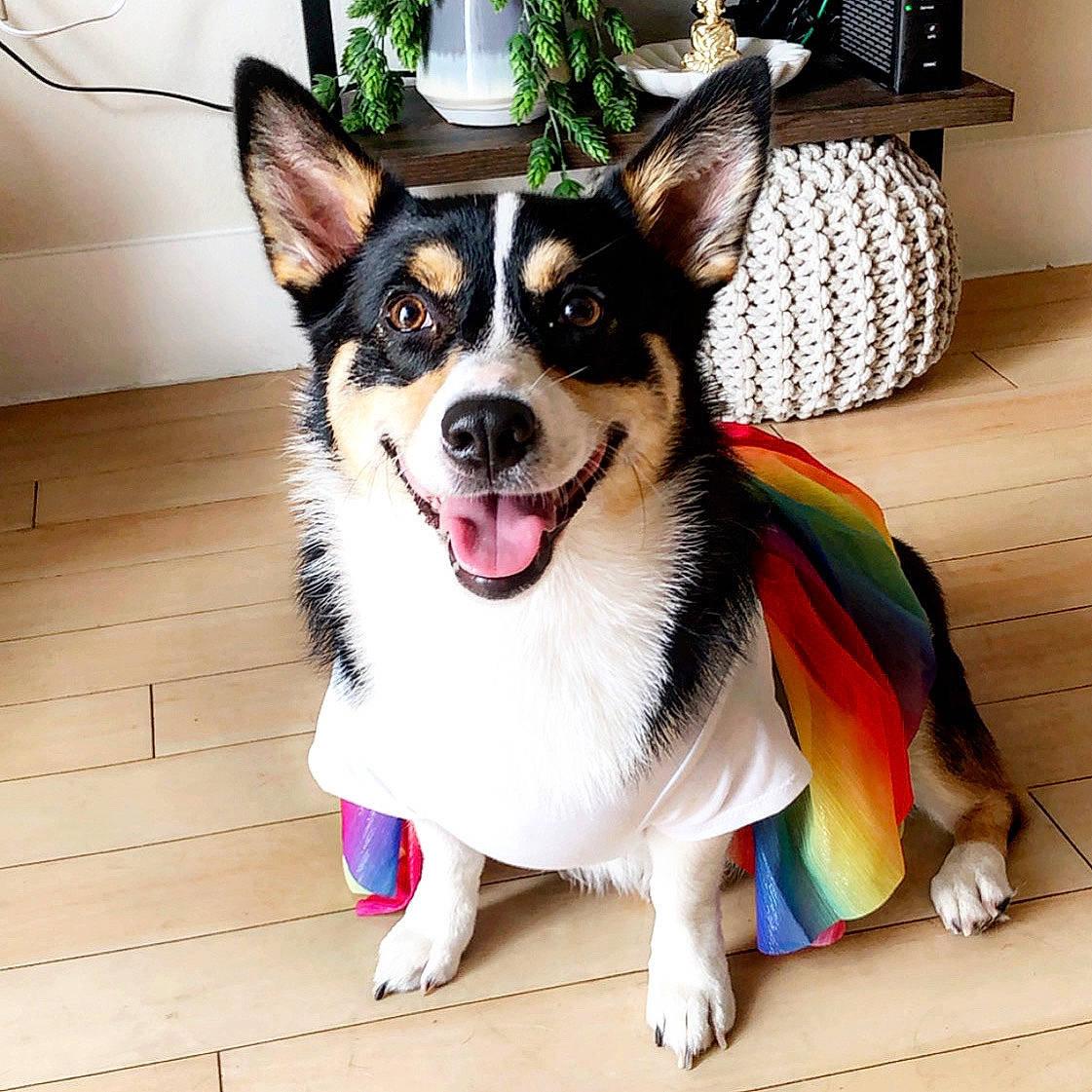 Maia joined the competition — help win amazing prizes! canidae, cardigan_welsh_corgi, carnivore, collar, corgi_chihuahua, dog, dog_breed, ear, fashion_accessory, herding_dog, mammal, pembroke_welsh_corgi, puppy, snout, vertebrate, welsh_corgi, whiskers