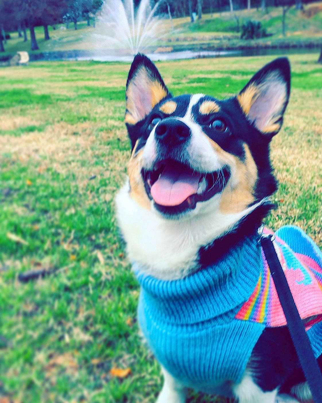 Maia joined the competition — help win amazing prizes! canidae, cardigan_welsh_corgi, carnivore, collar, companion_dog, dog, dog_breed, grass, herding_dog, mammal, nose, pembroke_welsh_corgi, plant, puppy, sky, snout, tree, vertebrate, welsh_corgi