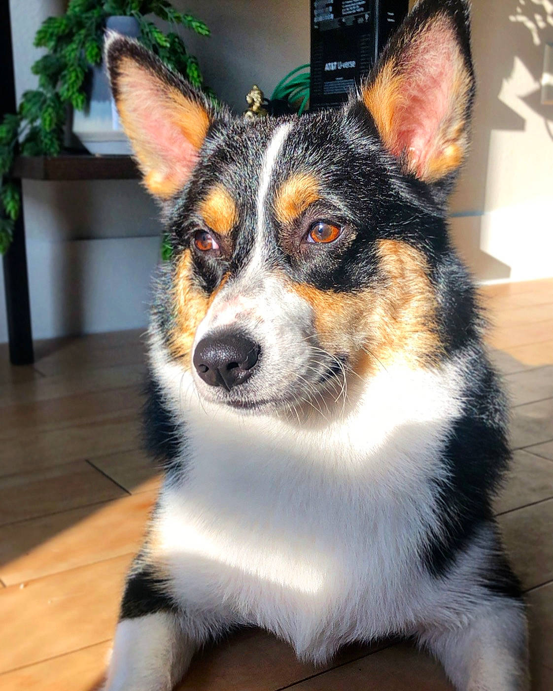 Maia joined the competition — help win amazing prizes! australian_collie, australian_shepherd, canidae, cardigan_welsh_corgi, carnivore, companion_dog, dog, dog_breed, herding_dog, koolie, mammal, pembroke_welsh_corgi, rare_breed_dog, snout, texas_heeler, vertebrate, welsh_corgi, welsh_sheepdog, whiskers