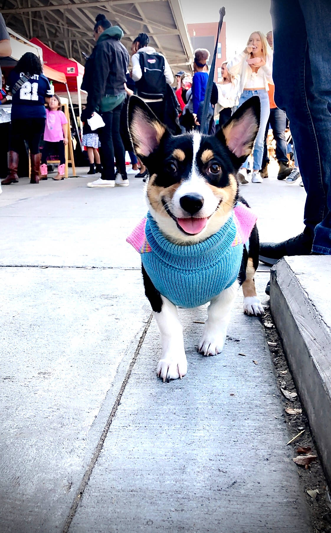 Maia joined the competition — help win amazing prizes! canidae, cardigan_welsh_corgi, carnivore, companion_dog, conformation_show, dog, dog_breed, ear, fur, leash, mammal, pembroke_welsh_corgi, photography, puppy, snapshot, snout, street, welsh_corgi