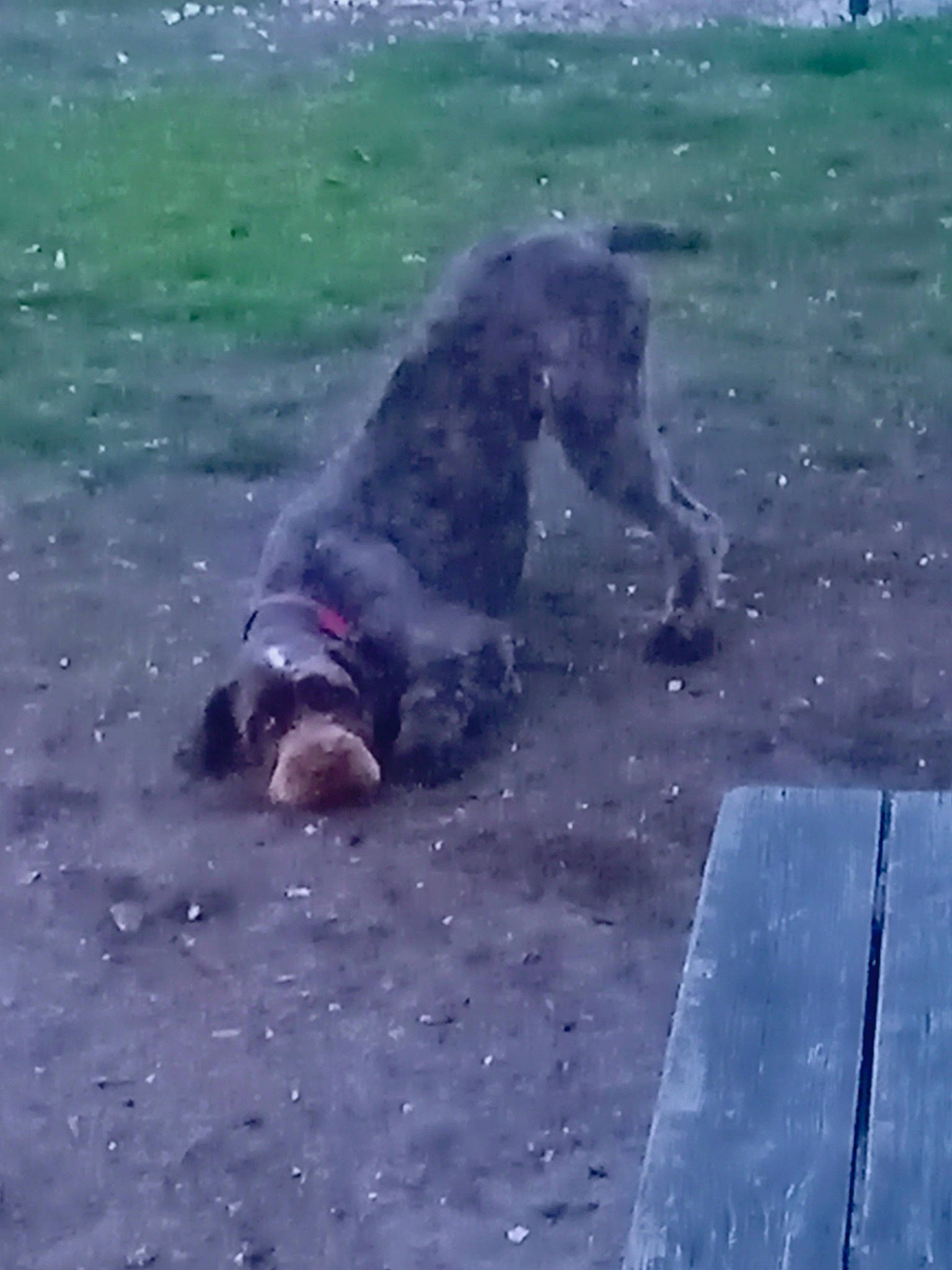 Hector participe au concours pour gagner de l'argent avec cette photo : asphalt, canidae, carnivore, concrete, dog, dog_breed, earless_seal, grass, mammal, marine_mammal, ocean, road_surface, snout, sporting_group, tail, vertebrate, water, wave, wildlife, wind_wave