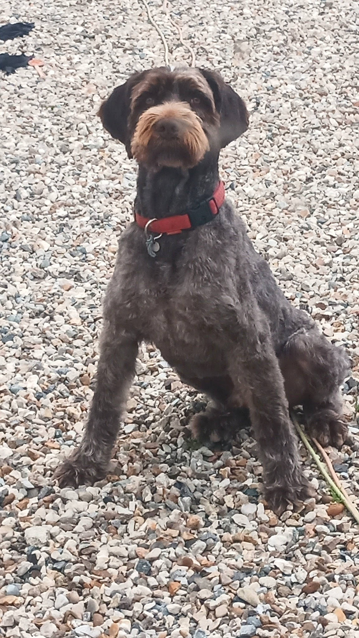 Hector a rejoint le concours — aidez-le/la à gagner de superbes lots ! canidae, carnivore, collar, companion_dog, dog, dog_breed, dog_collar, dog_supply, fawn, fur, liver, non_sporting_group, pet_supply, soil, sporting_group, tail, terrestrial_animal, water_dog, working_animal, working_dog