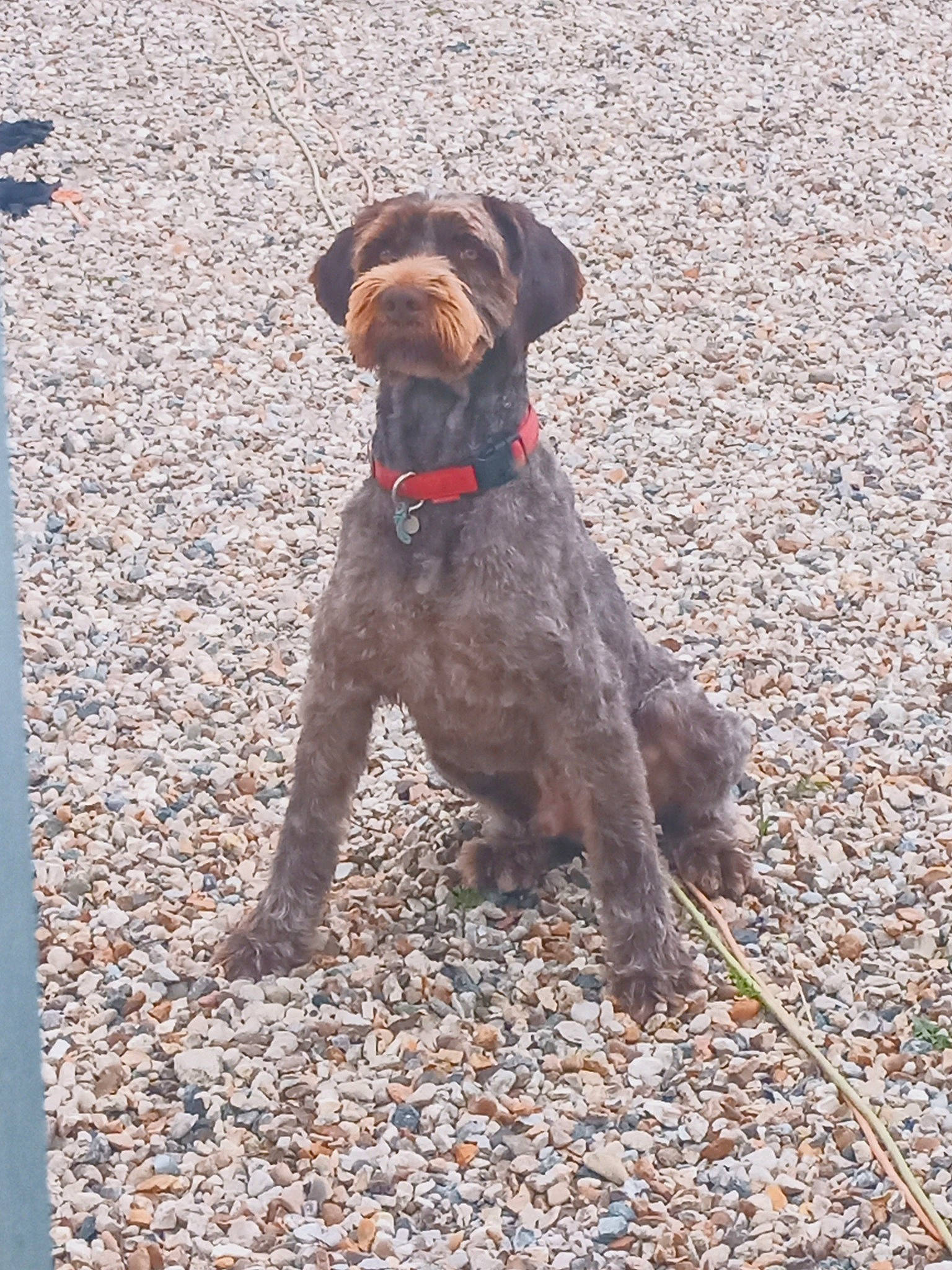 Hector participe au concours pour gagner de l'argent avec cette photo : braque_francais, carnivore, collar, companion_dog, dog, dog_breed, dog_collar, dog_supply, fawn, gun_dog, hunting_dog, leash, liver, non_sporting_group, pet_supply, soil, sporting_group, tail, water_dog, working_animal