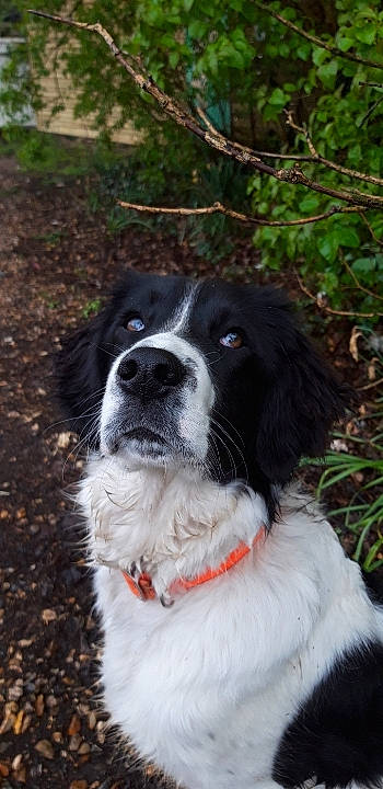 Kit a rejoint le concours — aidez-le/la à gagner de superbes lots ! border_collie, bucovina_shepherd_dog, canidae, carnivore, collar, companion_dog, dog, dog_breed, fur, grass_family, gun_dog, herding_dog, hunting_dog, large_munsterlander, snout, soil, sporting_group, whiskers, working_animal, working_dog