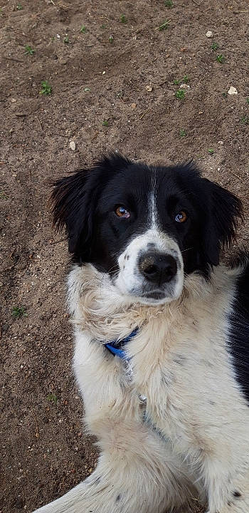 Kit a rejoint le concours — aidez-le/la à gagner de superbes lots ! border_collie, carnivore, companion_dog, dog, dog_breed, fur, gun_dog, herding_dog, hunting_dog, large_munsterlander, mammal, snout, sporting_group, vertebrate, whiskers, working_animal, working_dog