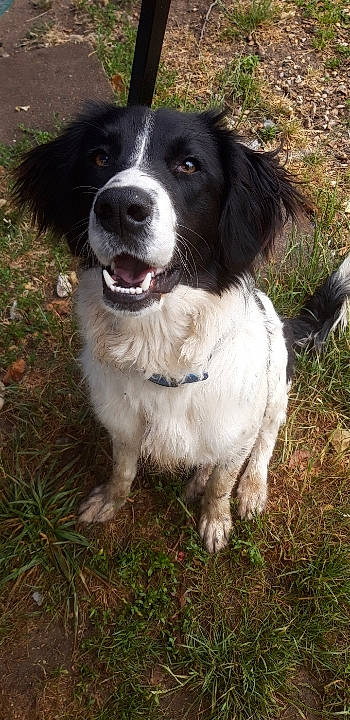 Kit a rejoint le concours — aidez-le/la à gagner de superbes lots ! borador, canidae, carnivore, companion_dog, dog, dog_breed, fur, grass, grass_family, gun_dog, snout, sporting_group, tongue, vertebrate, whiskers, working_animal, working_dog