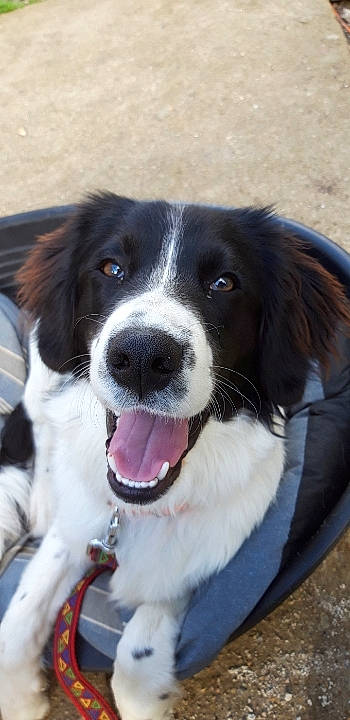 Kit participe au concours pour gagner de l'argent avec cette photo : canidae, carnivore, collar, companion_dog, dog, dog_breed, dog_collar, fur, hunting_dog, iris, jaw, liver, mammal, organ, snout, sporting_group, tongue, tooth, vertebrate, working_animal