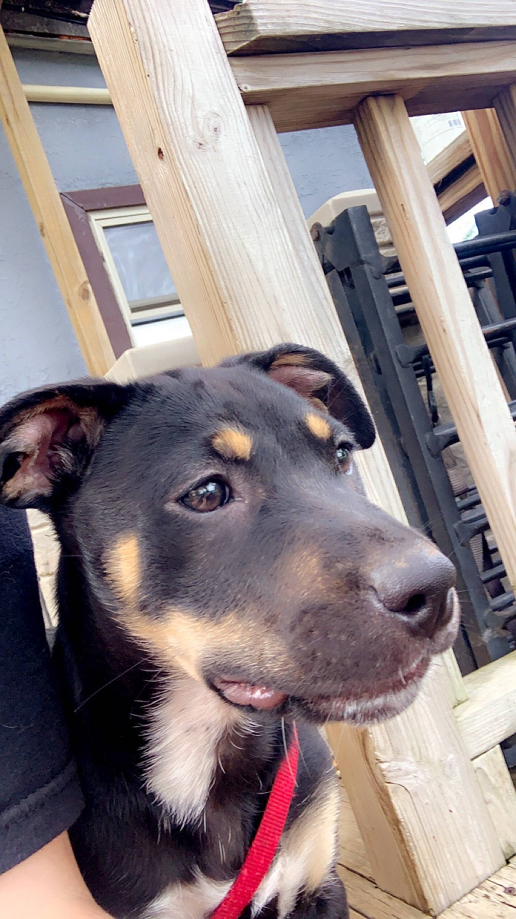 Pyro is registered to the contest to win money with this photo: canidae, carnivore, collar, companion_dog, dog, dog_breed, dog_collar, dog_supply, ear, fawn, fur, guard_dog, herding_dog, pet_supply, sporting_group, whiskers, window, wood, working_animal, working_dog