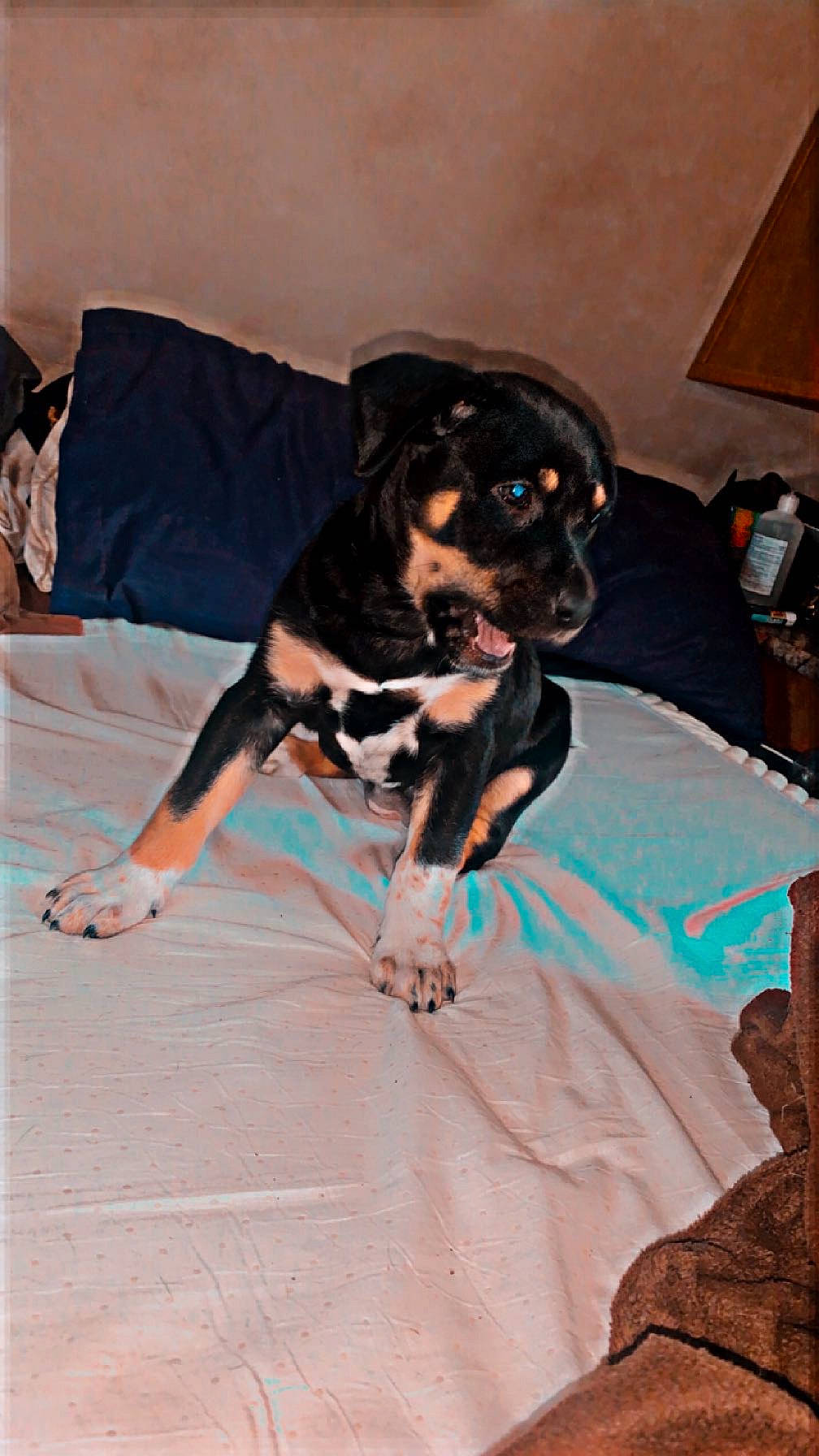 Pyro is registered to the contest to win money with this photo: canidae, carnivore, companion_dog, dog, dog_breed, dog_supply, event, fawn, flooring, fun, fur, guard_dog, leash, non_sporting_group, room, sporting_group, thigh, toy_dog, working_dog