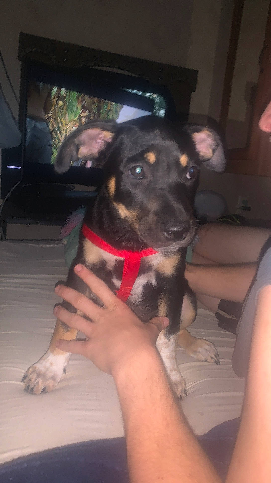 Pyro is registered to the contest to win money with this photo: canidae, carnivore, collar, comfort, companion_dog, dog, dog_breed, dog_collar, fawn, fur, guard_dog, lap, nail, paw, sitting, snout, sporting_group, working_animal, working_dog, wrist