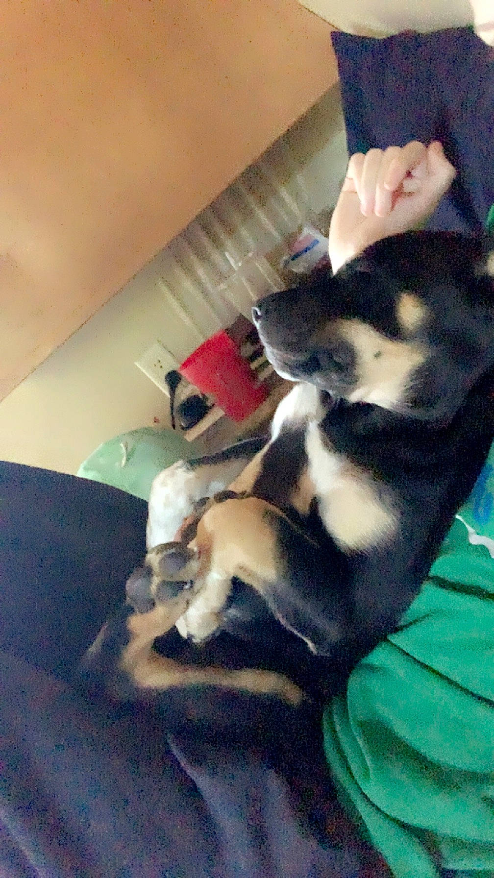 Pyro joined the competition — help win amazing prizes! canidae, carnivore, comfort, companion_dog, couch, dog, dog_breed, fawn, felidae, fur, human_leg, nap, paw, small_to_medium_sized_cats, snout, sporting_group, tail, toy_dog, whiskers, working_animal