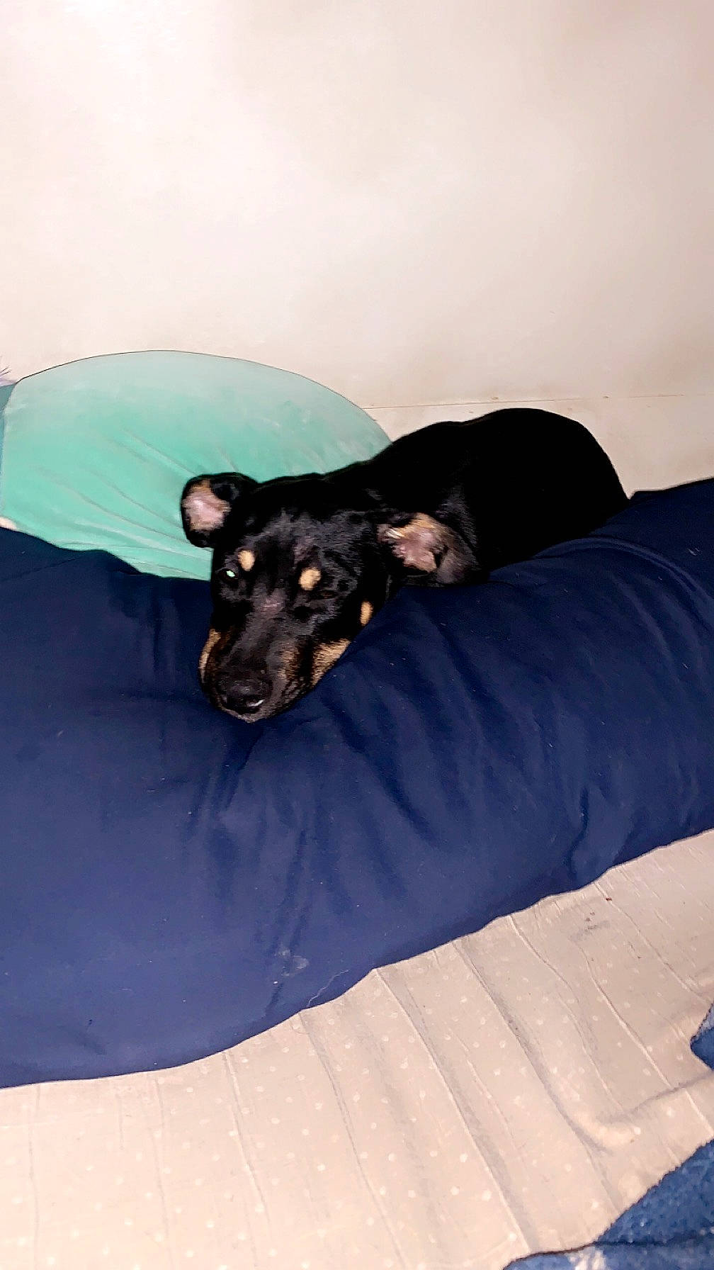 Pyro is registered to the contest to win money with this photo: bed, canidae, carnivore, comfort, companion_dog, couch, dog, dog_breed, electric_blue, fawn, guard_dog, human_leg, linens, mammal, snout, sporting_group, toy_dog, vertebrate, whiskers, working_animal